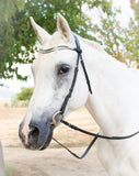 Vivace Equine Cabella Classical Dressage Bridle