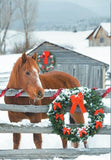 Leanin Tree Boxed Pony Christmas Cards 04150