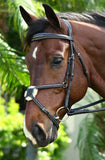 Ovation ATS Fancy Padded Figure 8 Bridle